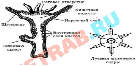 Рабочие ссылки и зеркала кракен